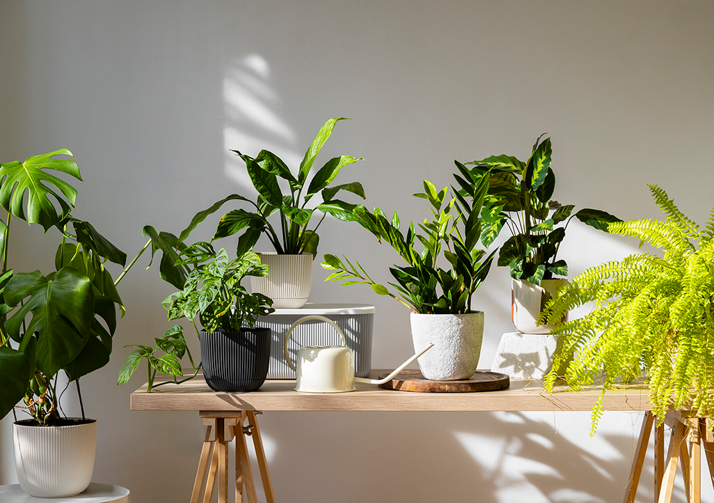 How to care for house plants in summer