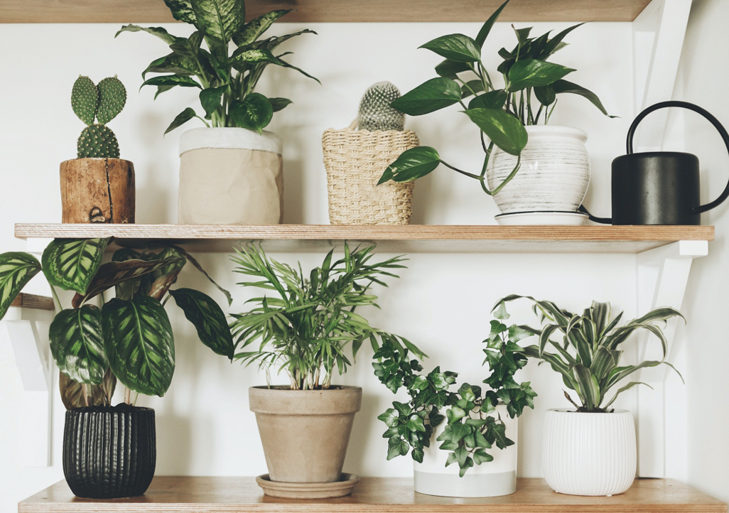 Маленькие растения для вашего дома и правила ухода за ними
